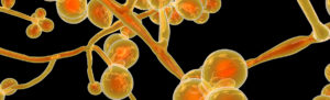 Candida auris fungi, emerging multidrug resistant fungus, 3D illustration