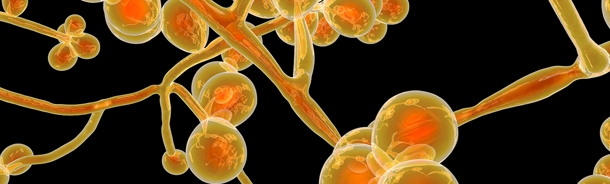 Candida auris fungi, emerging multidrug resistant fungus, 3D illustration
