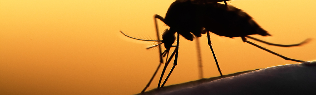 Mosquito biting