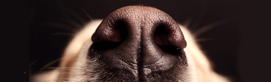 Closeup of a dog's nose